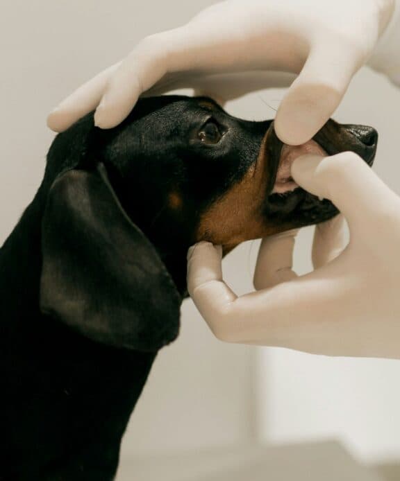 Idexx All creatures great and small and profitable